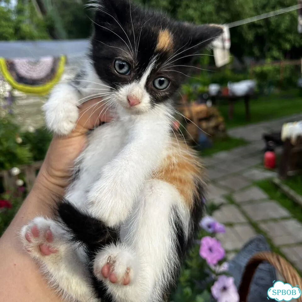 Котёнок в добрые руки фото 4