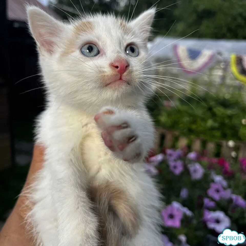 Котёнок в добрые руки фото 1