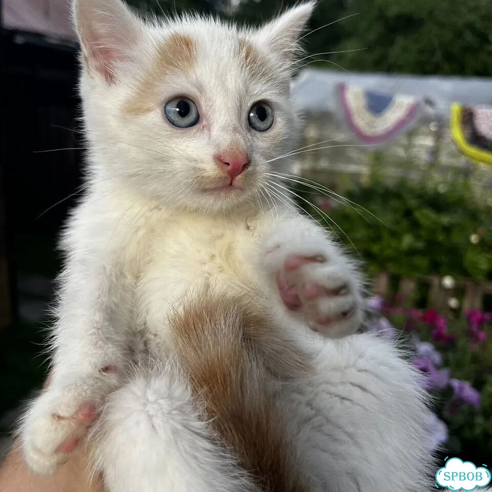 Котёнок в добрые руки фото 2