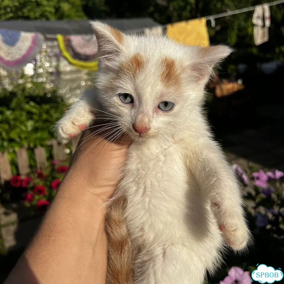 Котёнок в добрые руки фото 3