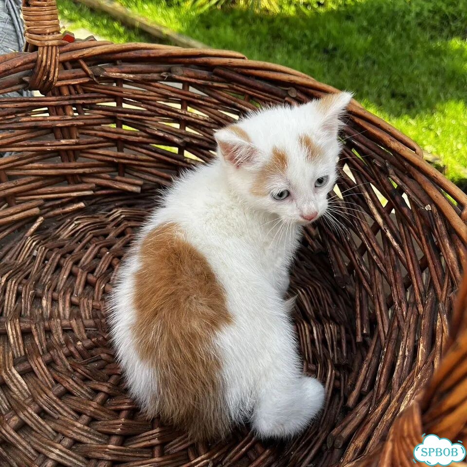 Котёнок в добрые руки фото 4