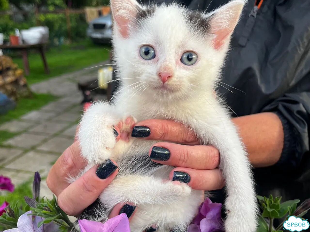 Котёнок в добрые руки фото 1