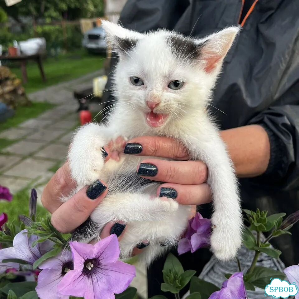 Котёнок в добрые руки фото 2