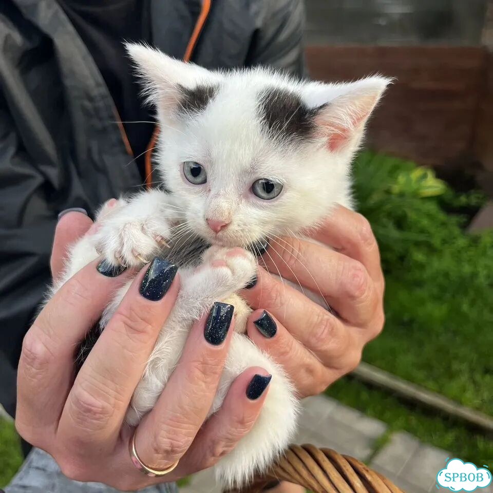 Котёнок в добрые руки фото 3