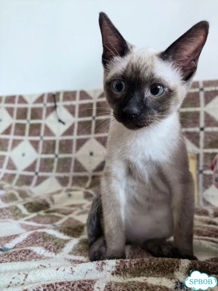 Меконгский бобтейл котёнок фото 1