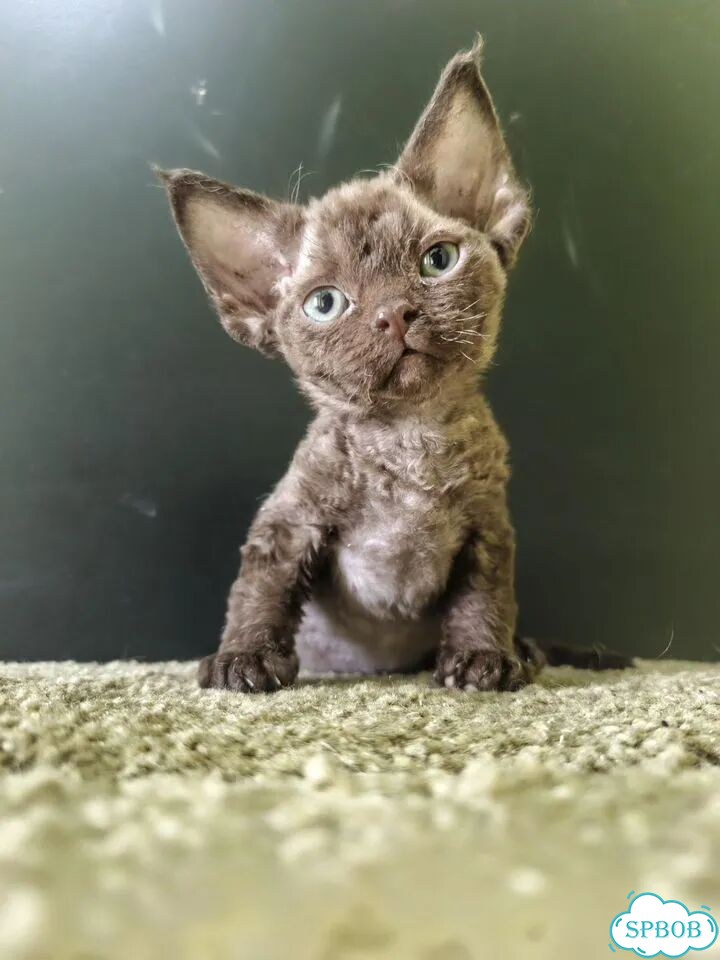 Девон-рекс котёнок фото 2