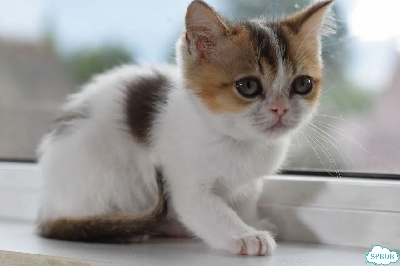 Шотландский прямоухий короткошёрстный котёнок фото 1
