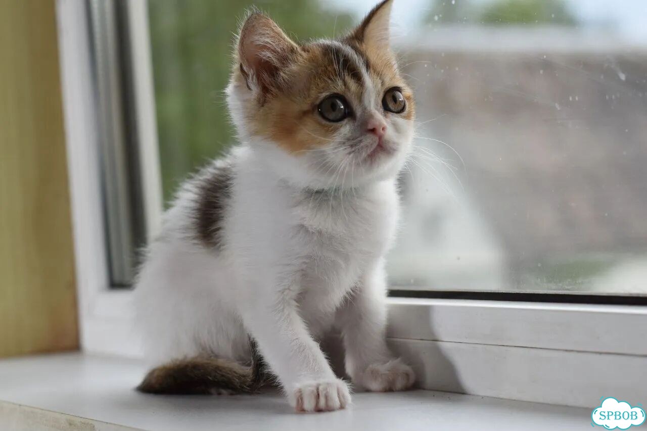 Шотландский прямоухий короткошёрстный котёнок фото 2