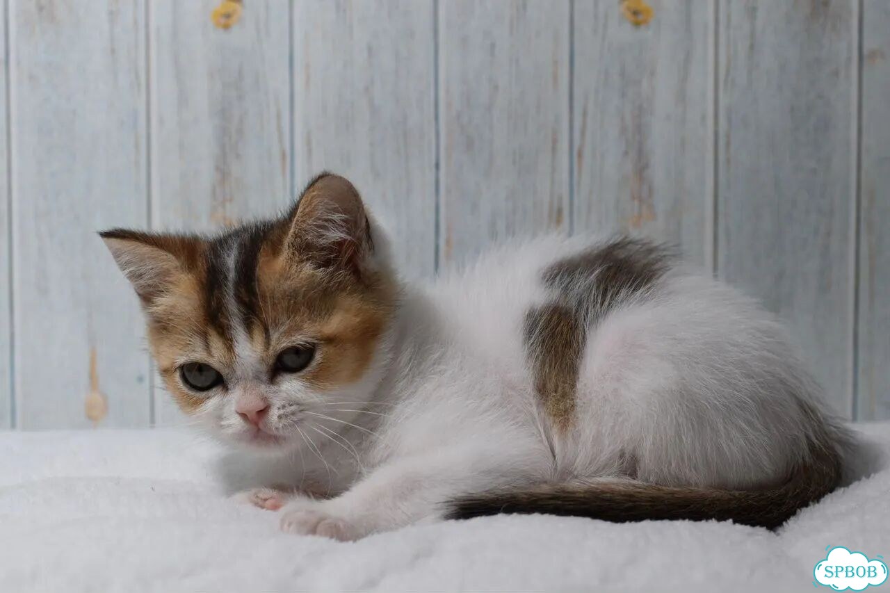 Шотландский прямоухий короткошёрстный котёнок фото 3