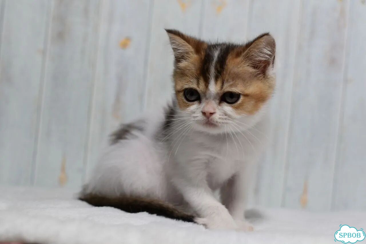 Шотландский прямоухий короткошёрстный котёнок фото 4