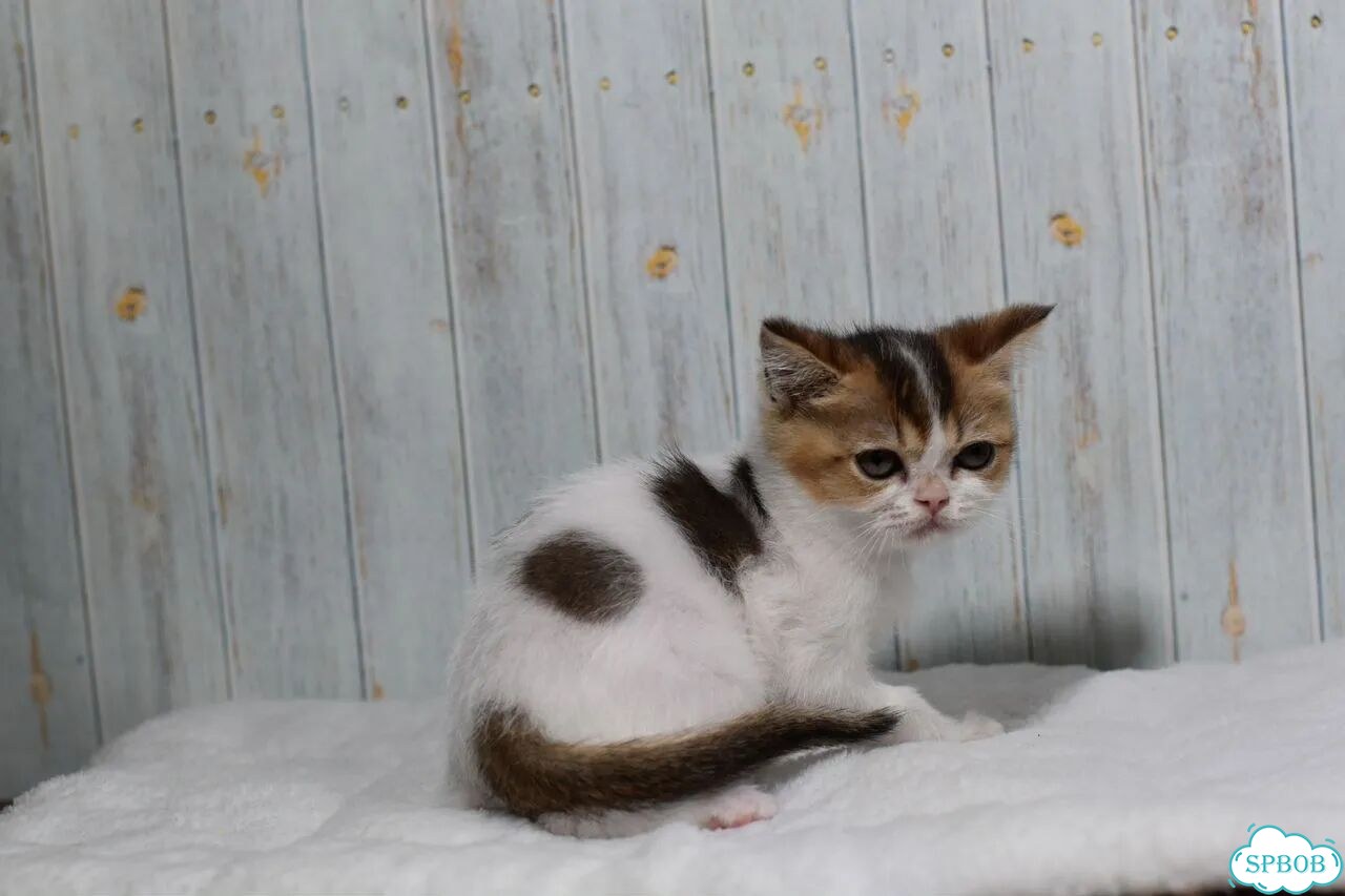 Шотландский прямоухий короткошёрстный котёнок фото 5