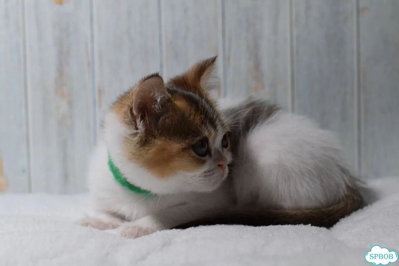 Шотландский прямоухий короткошёрстный котёнок фото 6