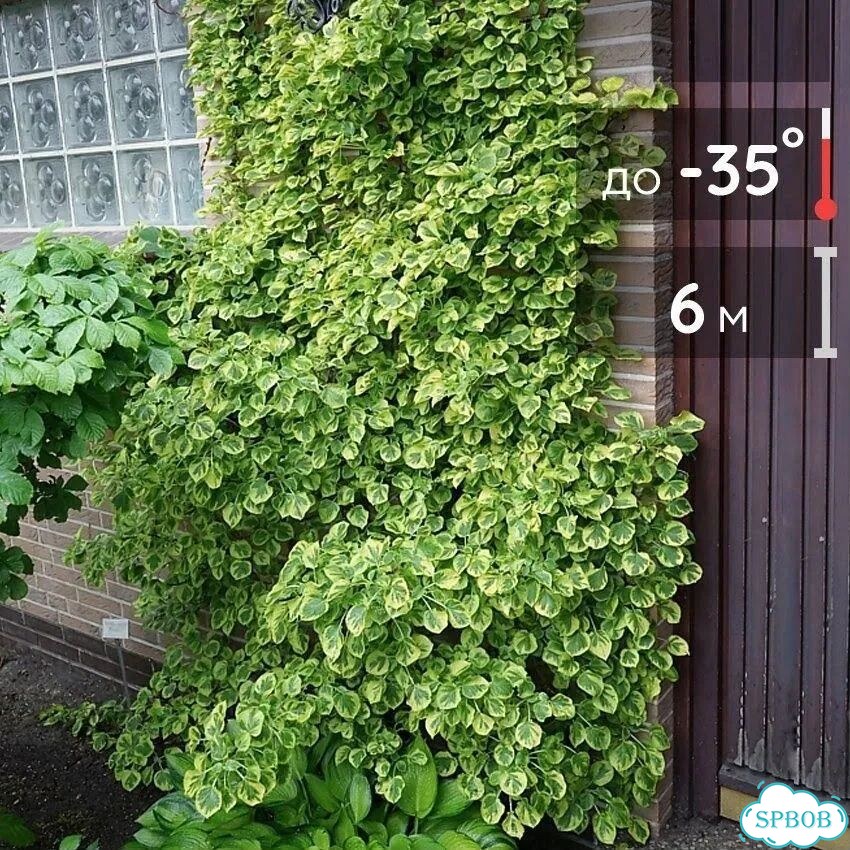 Гортензия черешковая Миранда фото 1