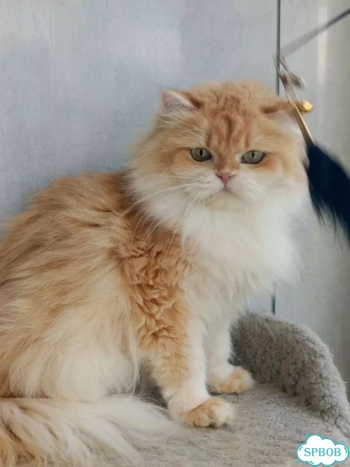 Британская длинношёрстная, взрослая кошка фото 1