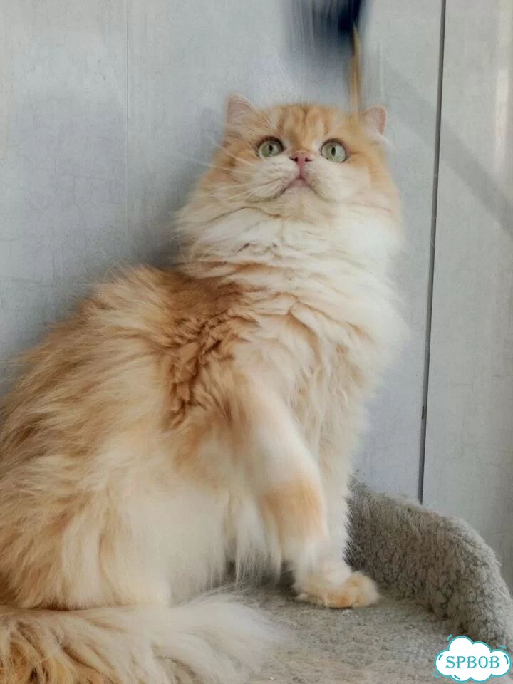 Британская длинношёрстная, взрослая кошка фото 2