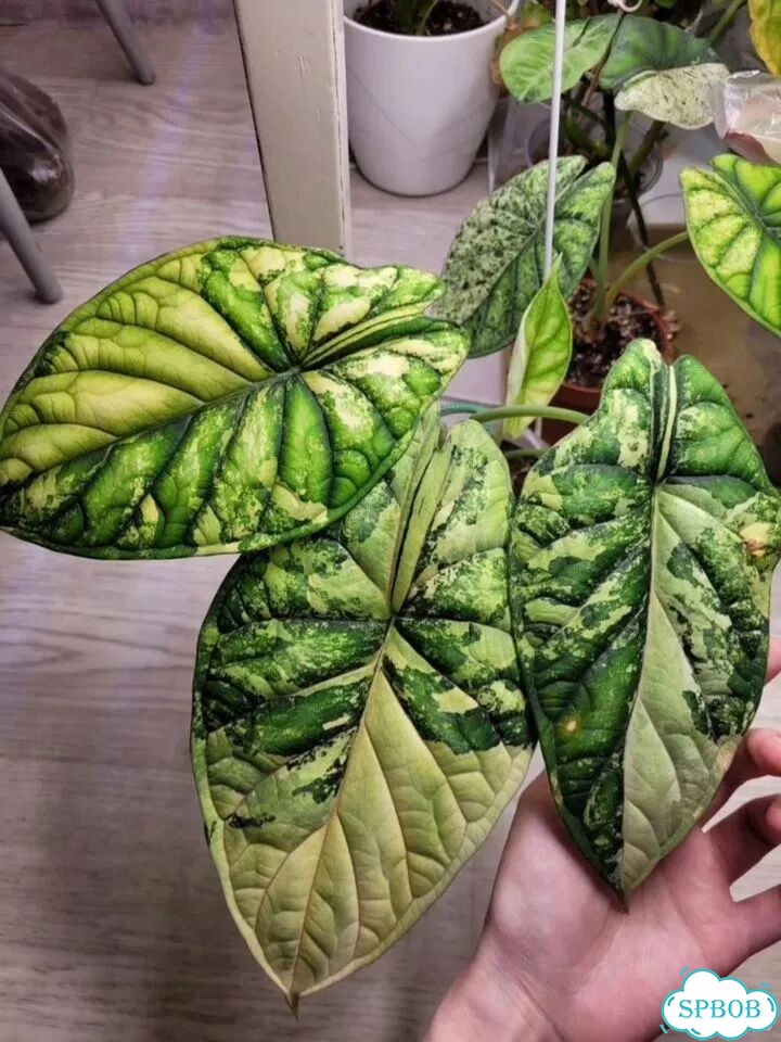 Алоказия вариегатная Шкура дракона Альба фото 1