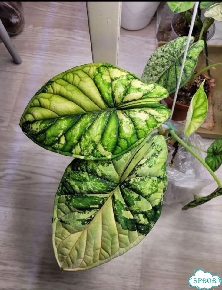 Алоказия вариегатная Шкура дракона Альба фото 3