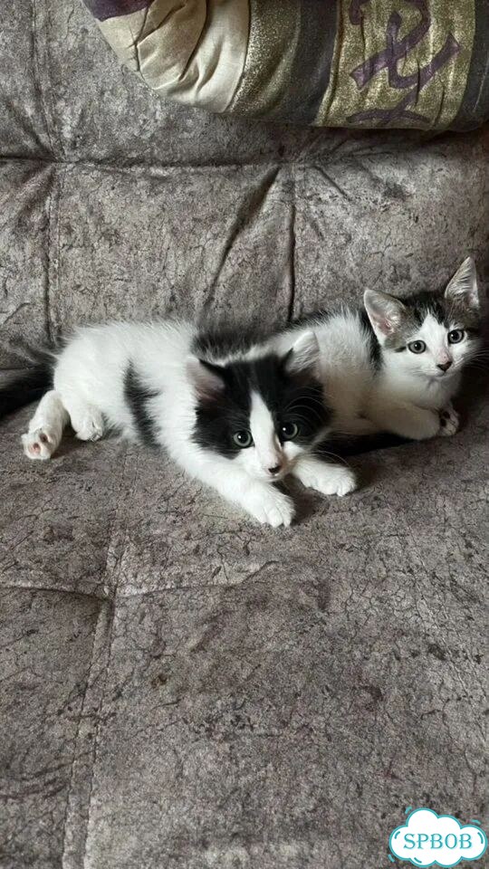 Котёнок в добрые руки фото 1