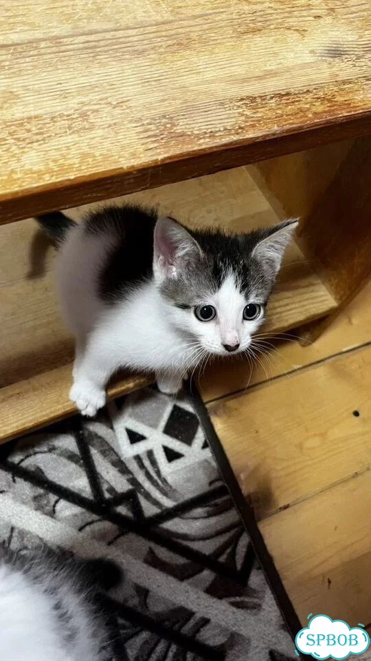 Котёнок в добрые руки фото 3