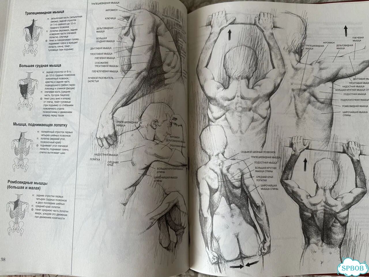 Книги по технике рисования человека фото 5