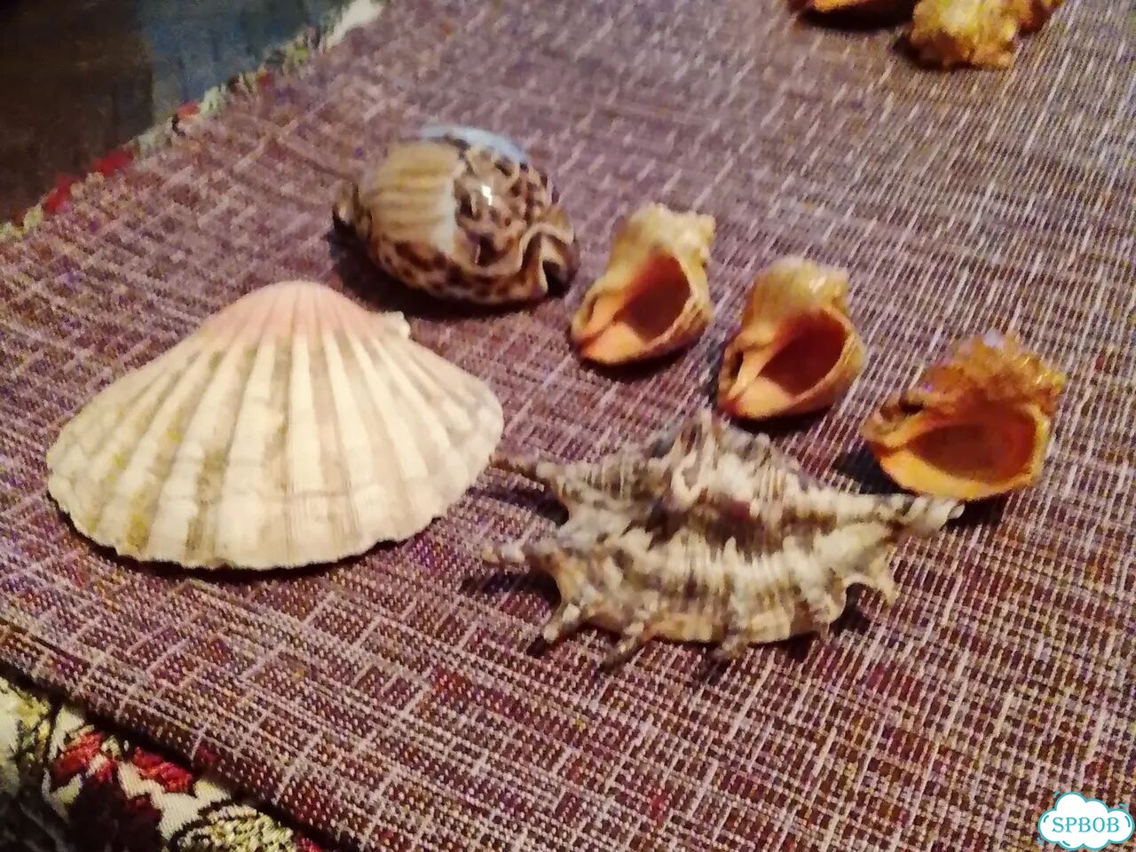 Ракушки для аквариума фото 1