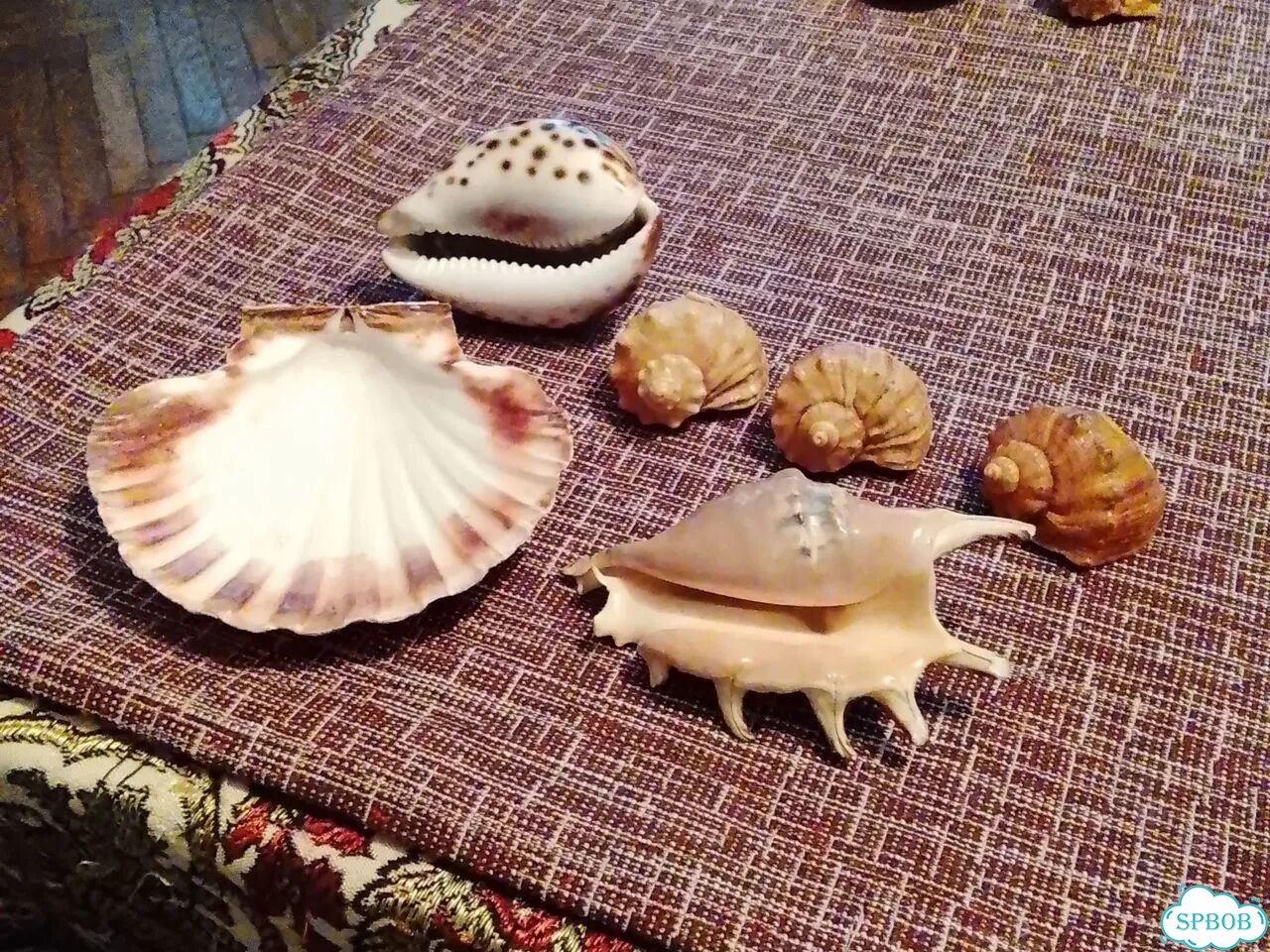 Ракушки для аквариума фото 2