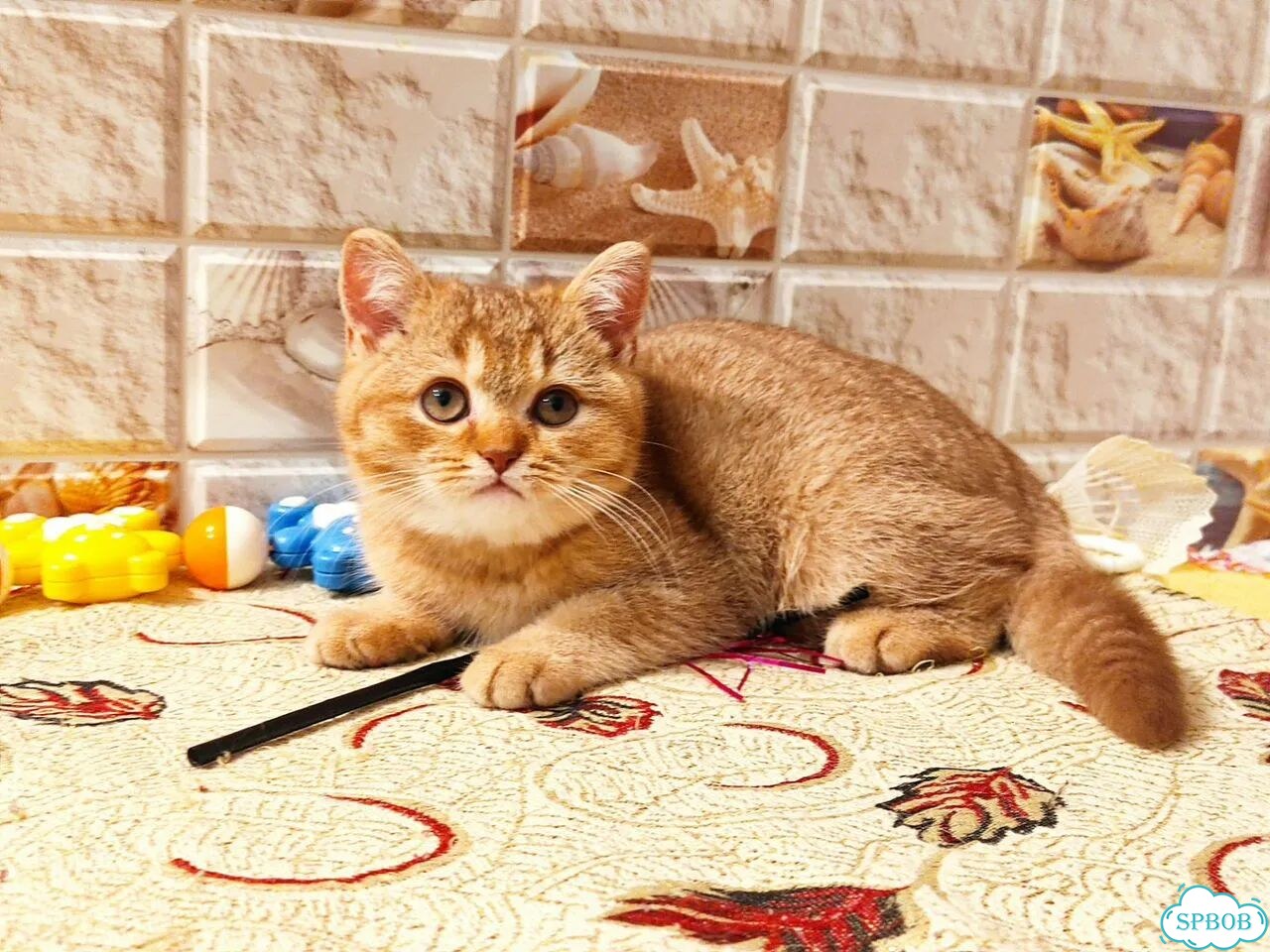 Британский короткошёрстный котёнок фото 1