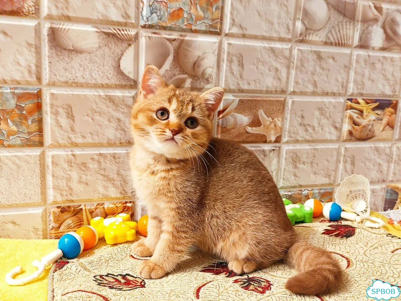 Британский короткошёрстный котёнок фото 2