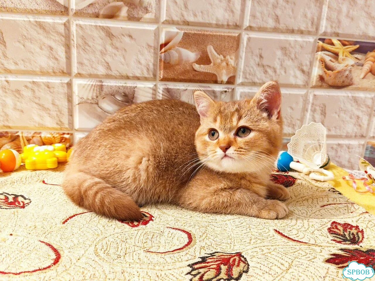 Британский короткошёрстный котёнок фото 3
