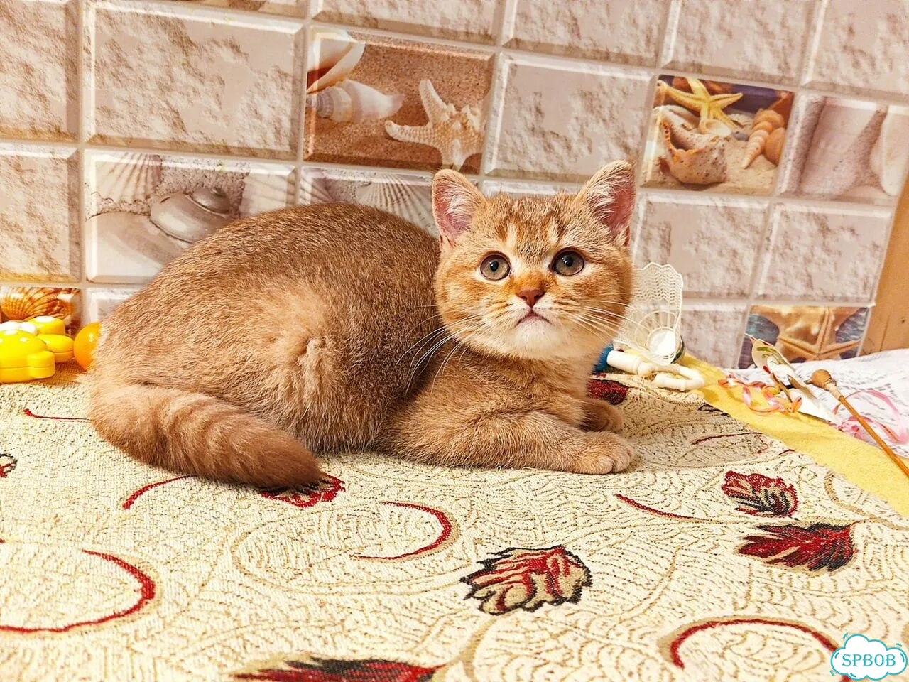 Британский короткошёрстный котёнок фото 4