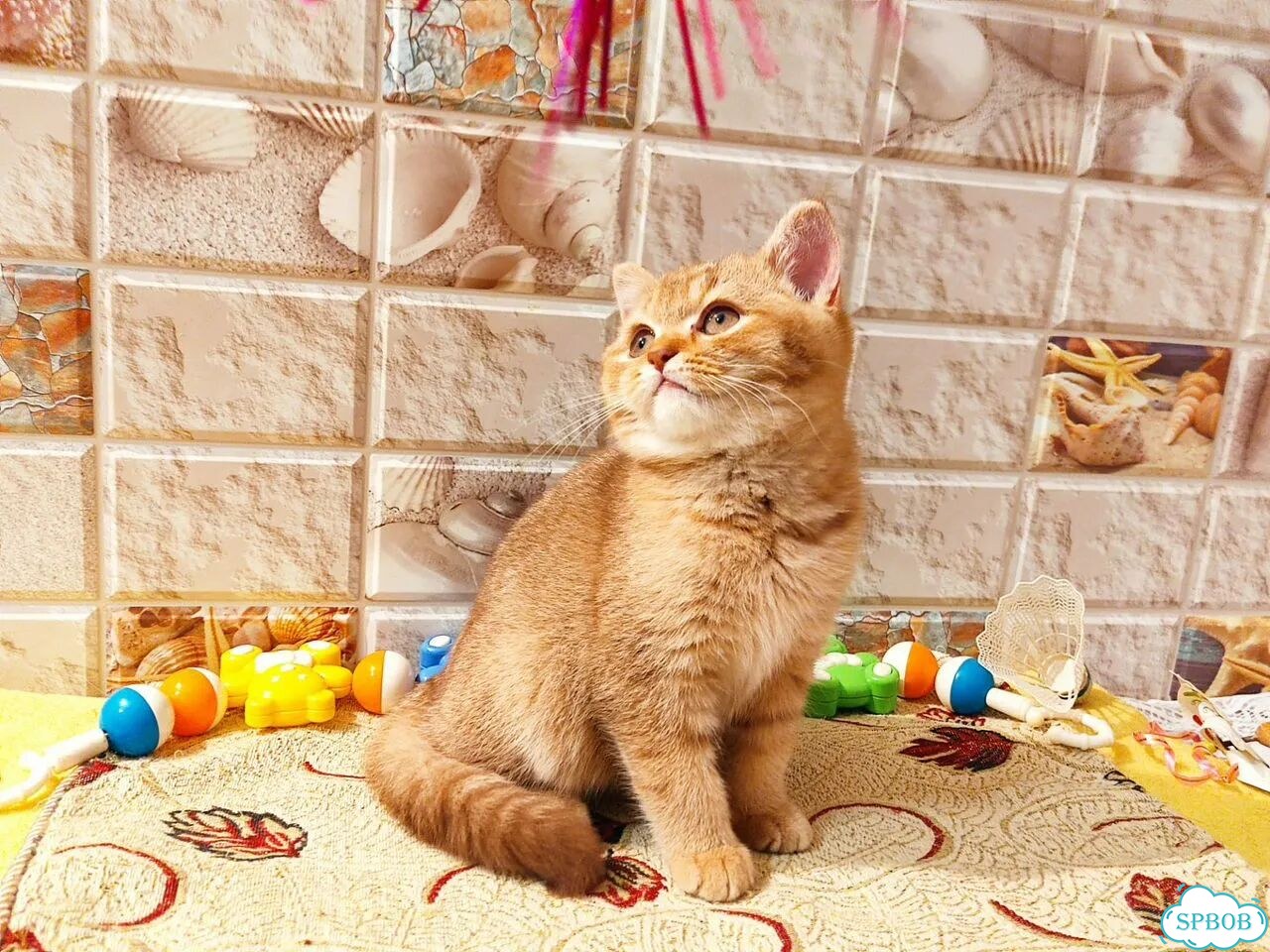 Британский короткошёрстный котёнок фото 5