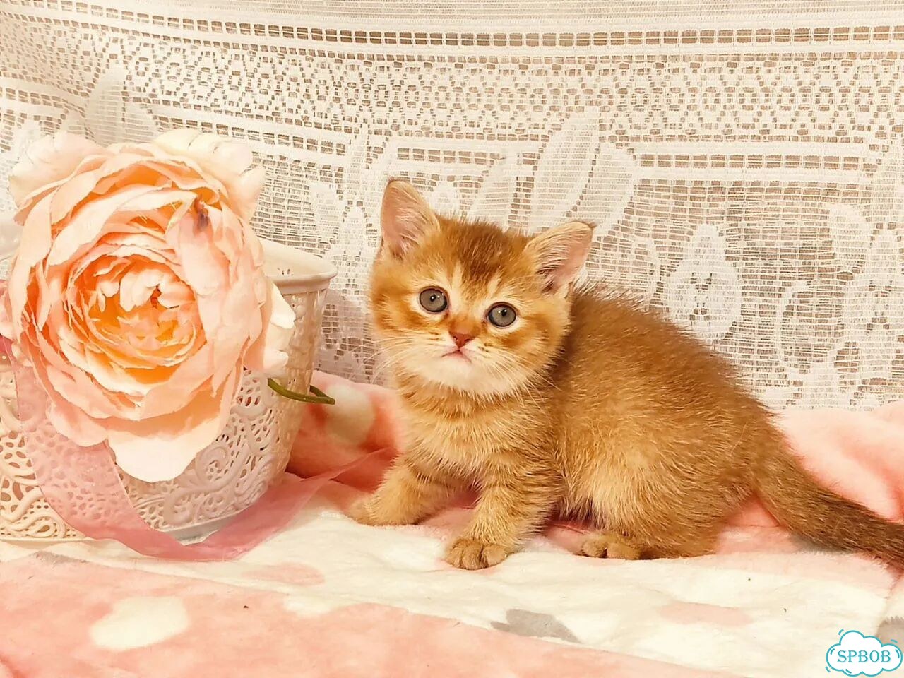 Британский короткошёрстный котёнок фото 6