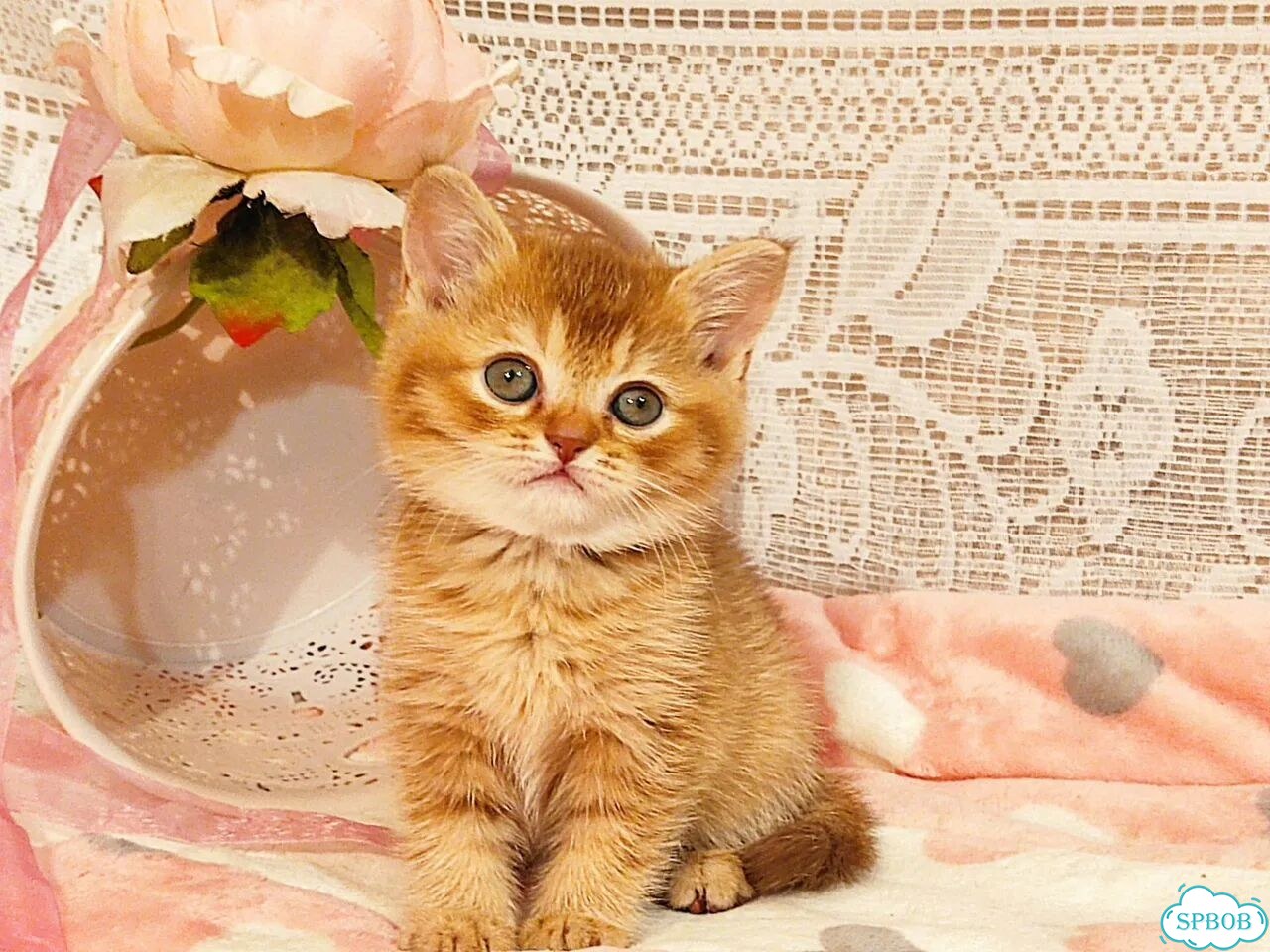 Британский короткошёрстный котёнок фото 7