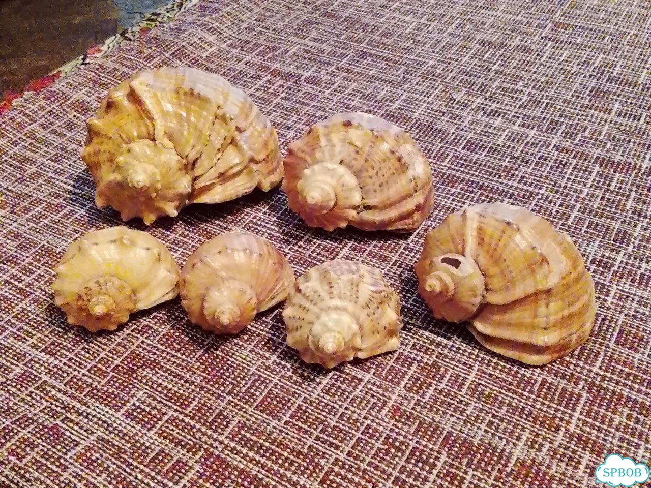 Ракушки для аквариума фото 2
