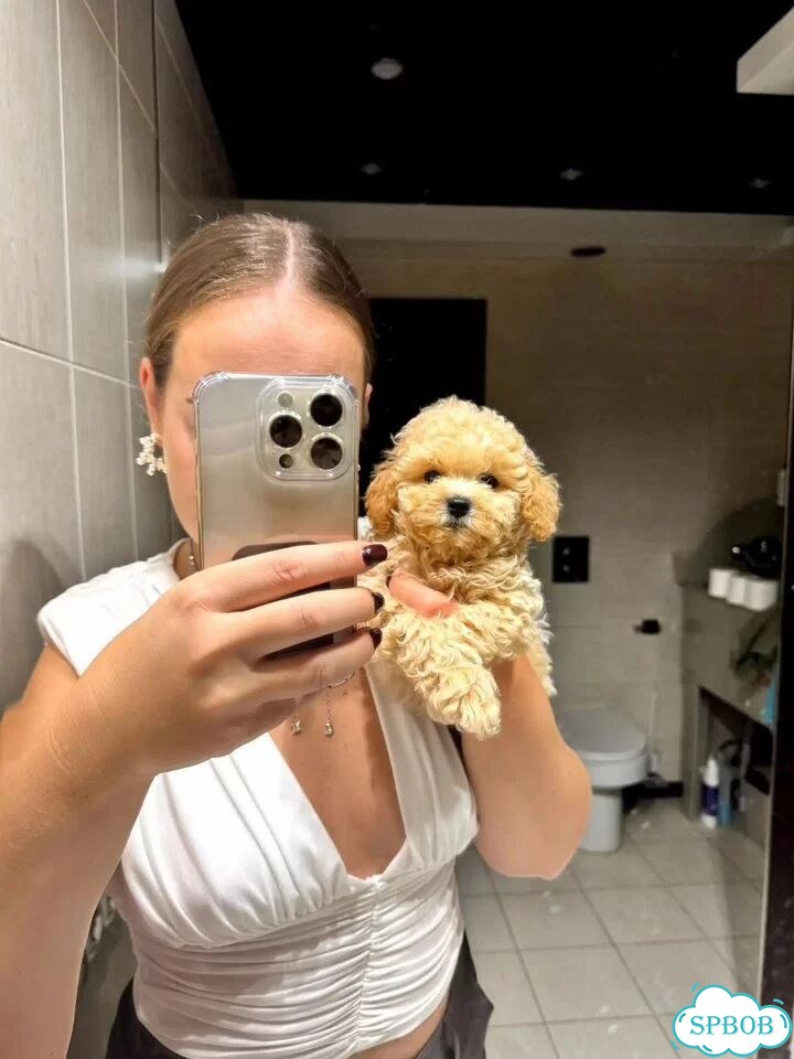 Мальтипу, щенок фото 6