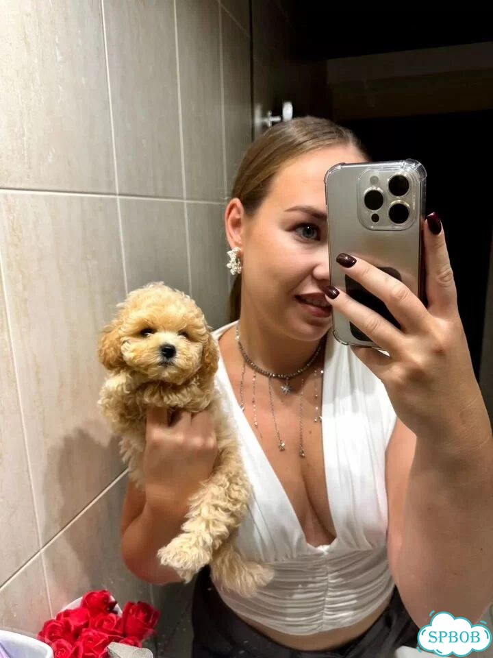 Мальтипу, щенок фото 9