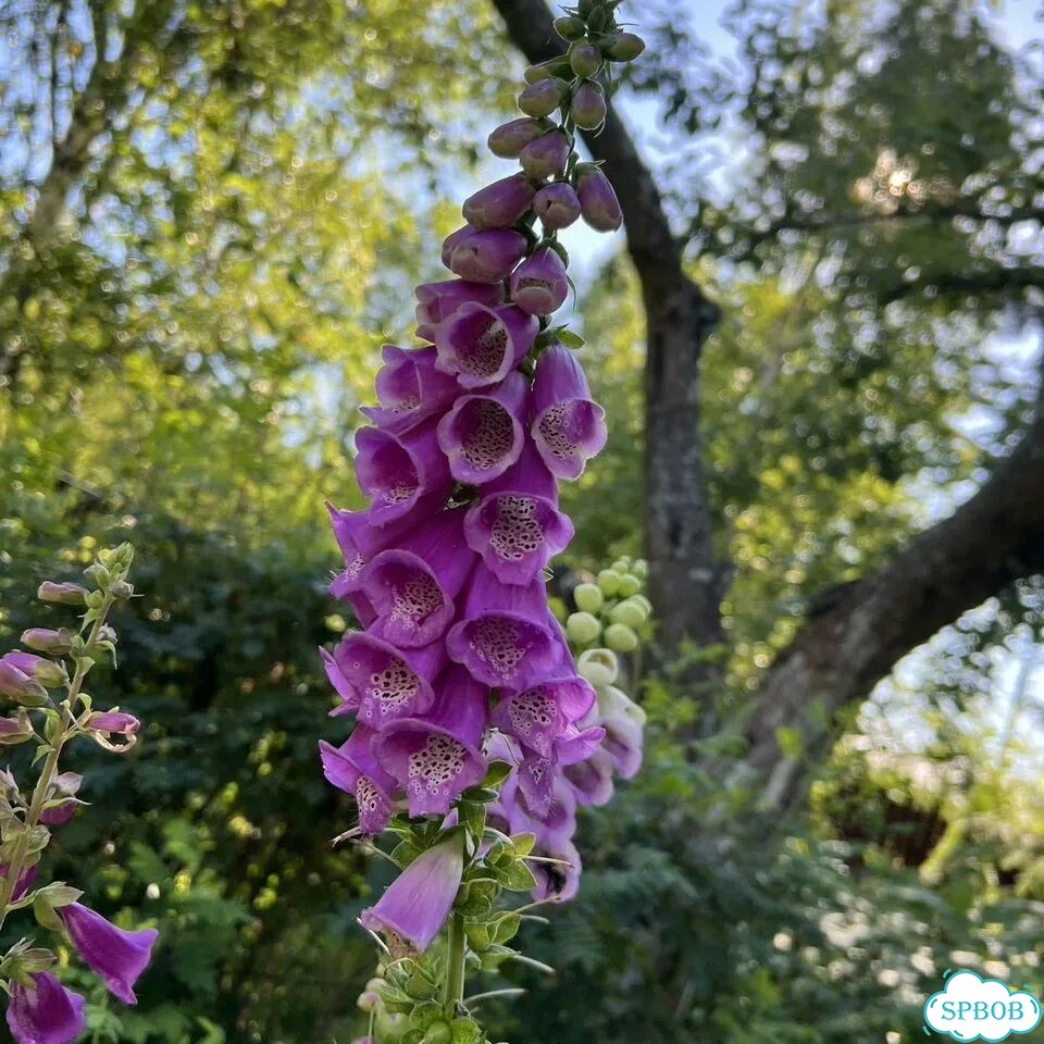 Наперстянка саженцы фото 1