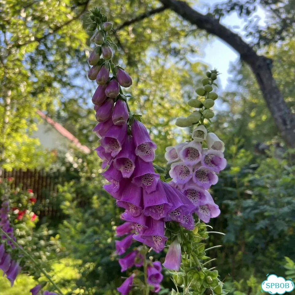Наперстянка саженцы фото 5