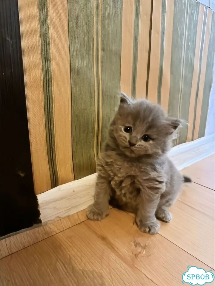 Шотландский прямоухий длинношёрстный котёнок фото 1