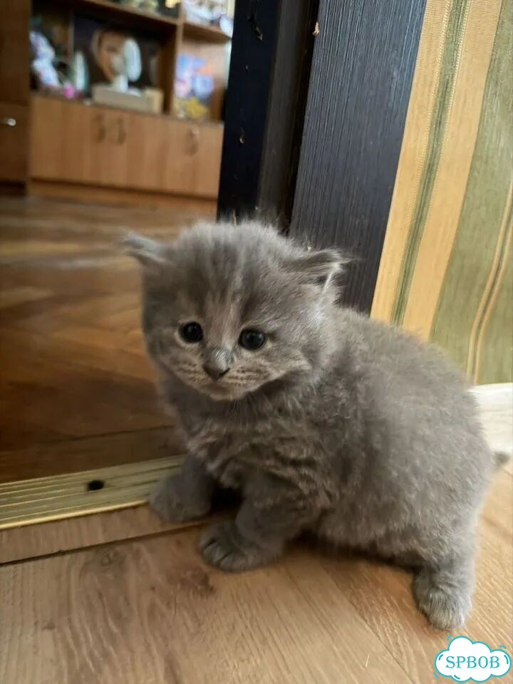 Шотландский прямоухий длинношёрстный котёнок фото 2