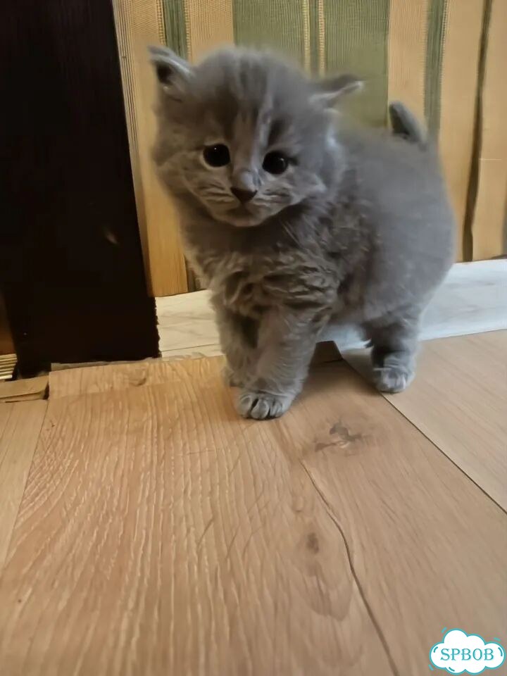 Шотландский прямоухий длинношёрстный котёнок фото 3
