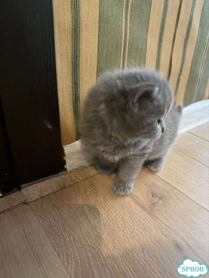 Шотландский прямоухий длинношёрстный котёнок фото 4