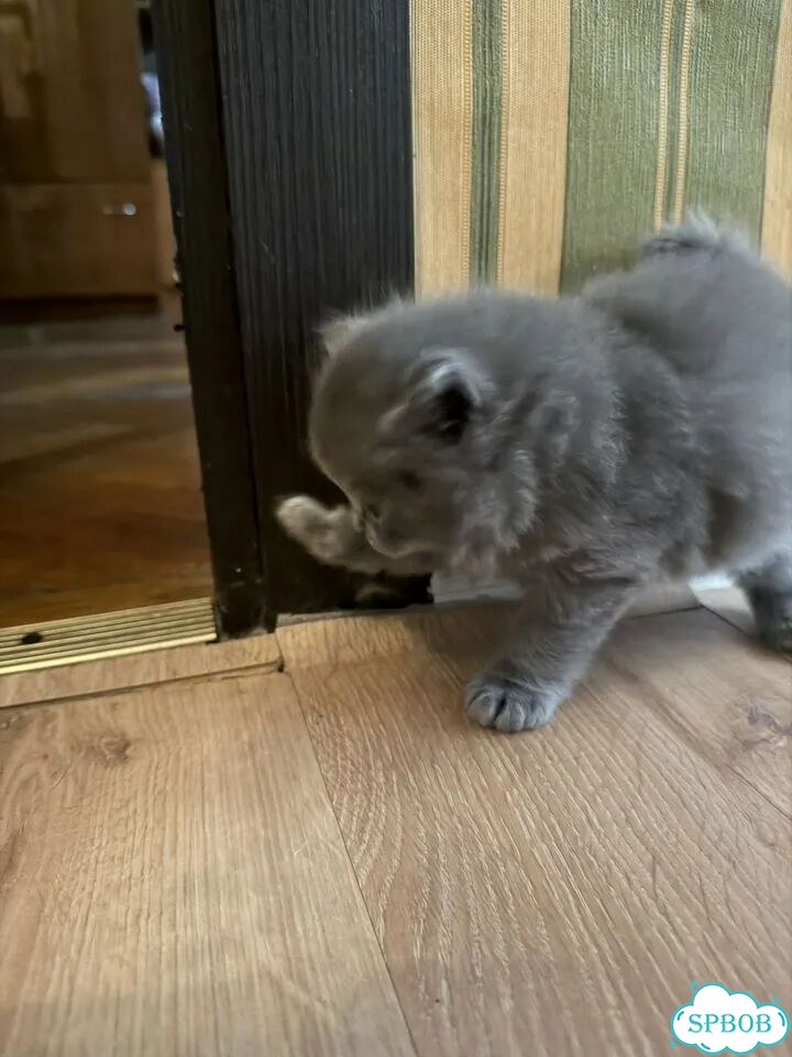 Шотландский прямоухий длинношёрстный котёнок фото 5