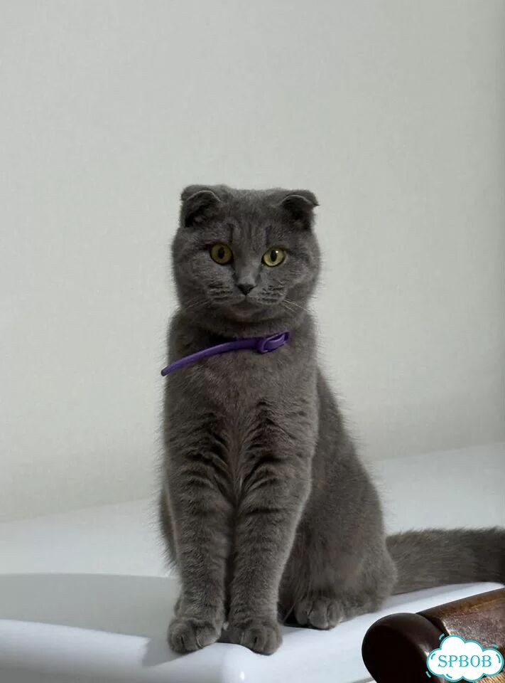 Шотландский прямоухий длинношёрстный котёнок фото 6