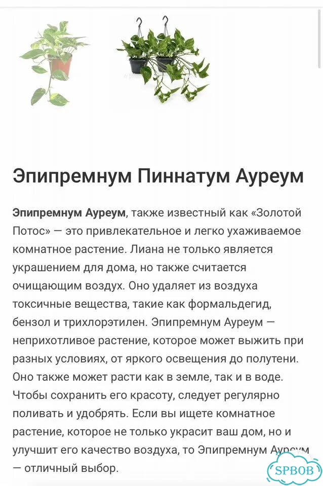Эпипремнум золотистый фото 6