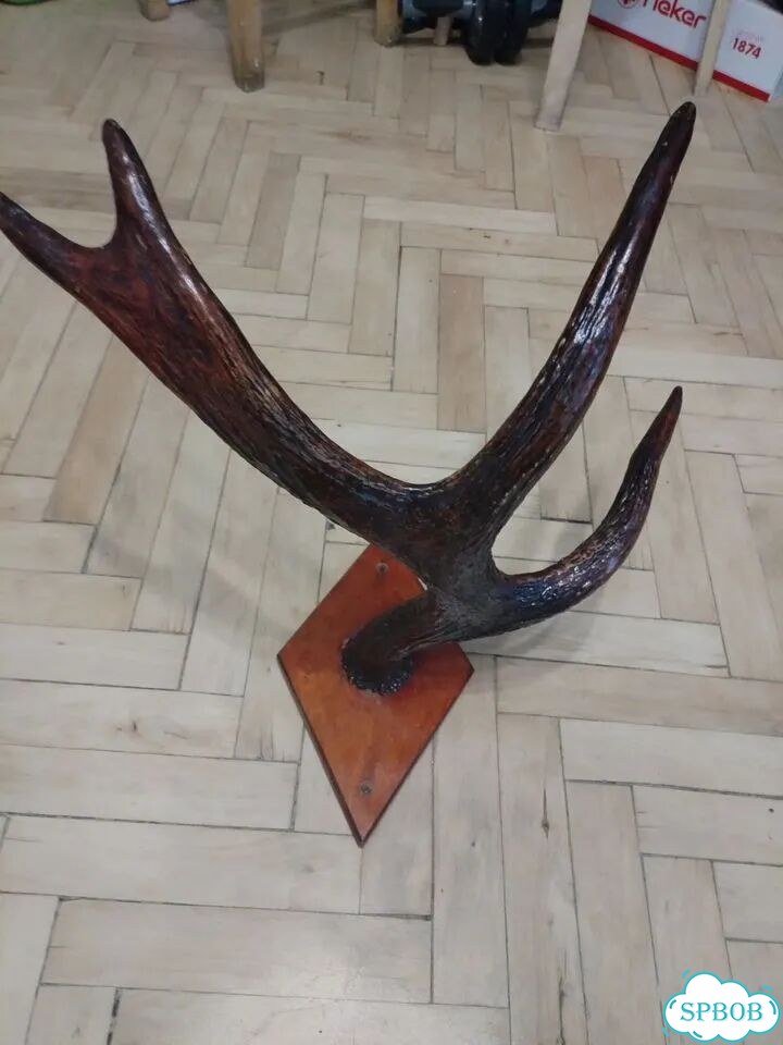 Рога фото 1