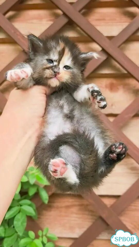 Мейн-кун котёнок фото 1