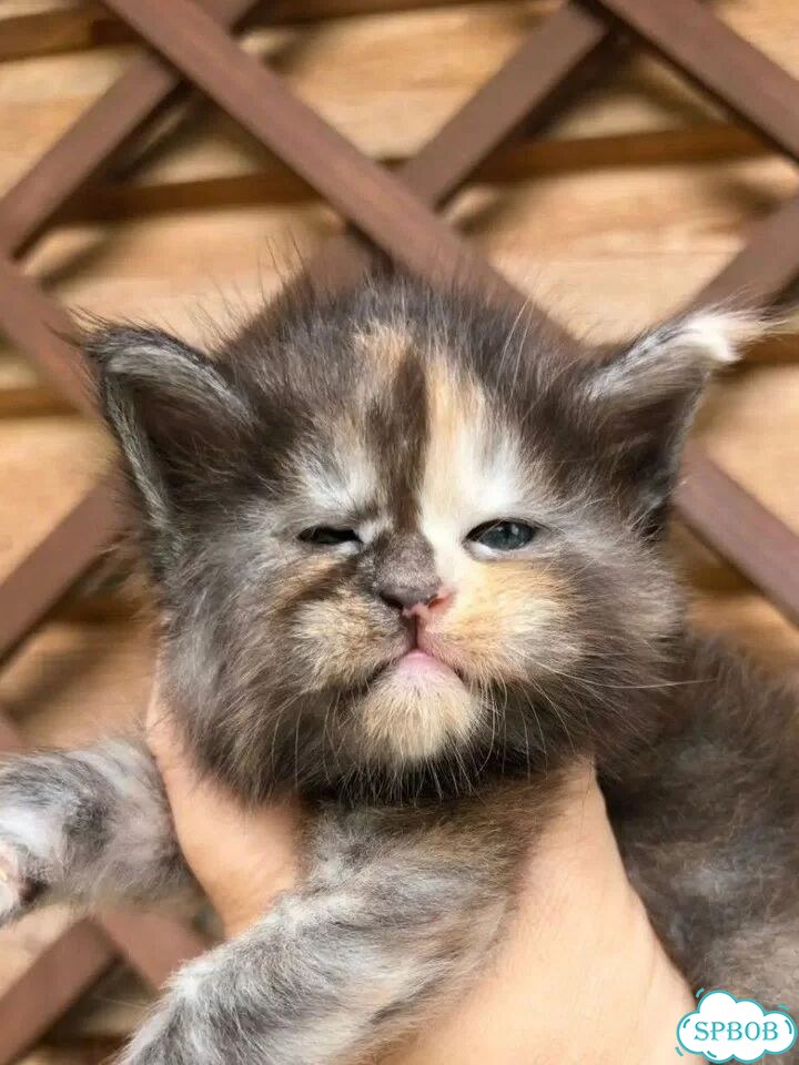 Мейн-кун котёнок фото 2