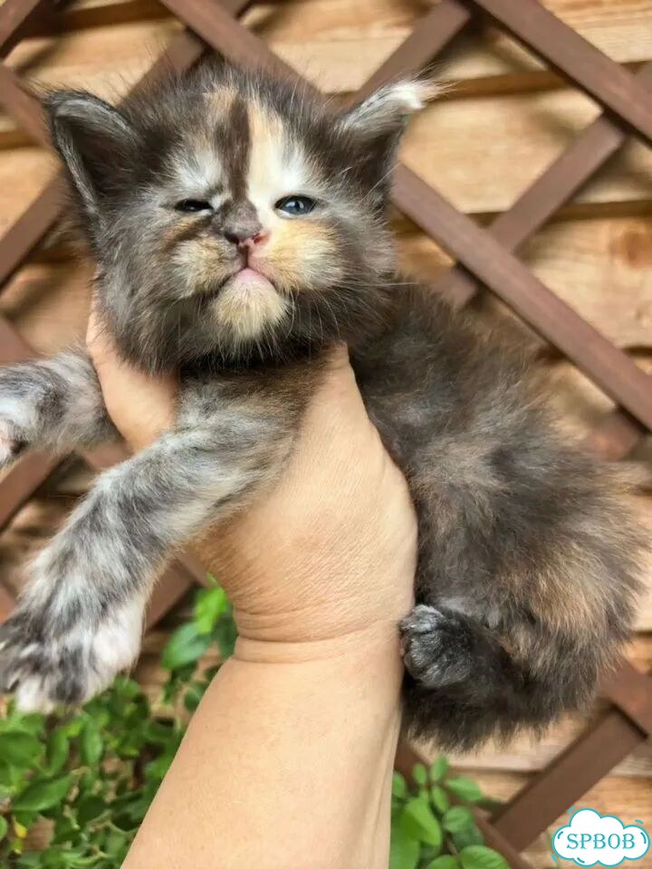 Мейн-кун котёнок фото 3