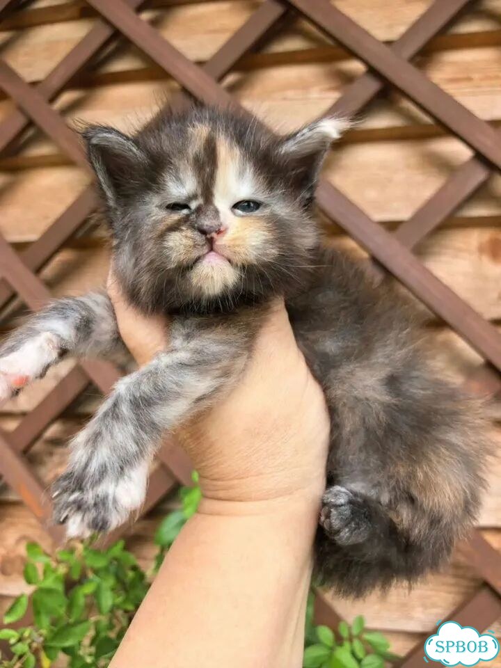 Мейн-кун котёнок фото 4